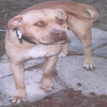 Colemans Cooter Pit Bull.jpg